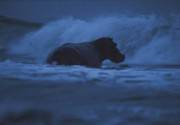 El hipopótamo batalló durante dos horas con las olas