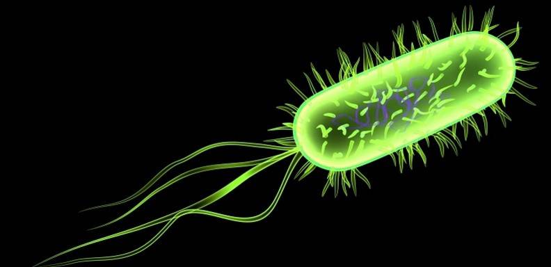 Investigadores descubren que se puede disminuir las bacterias Escherichia coli (E. coli) que se encuentran en los alimentos. Se hace usando un tipo de bacteriocina en el procesamiento de ellos