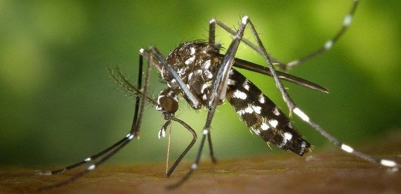 Hay medidas preventivas para evitar el dengue y la malaria