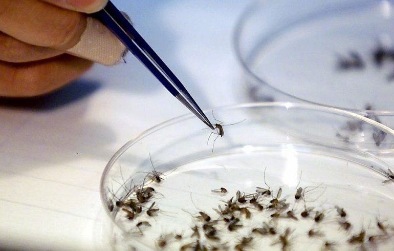 Científicos de EE.UU. localizan anticuerpos que protegen del zika