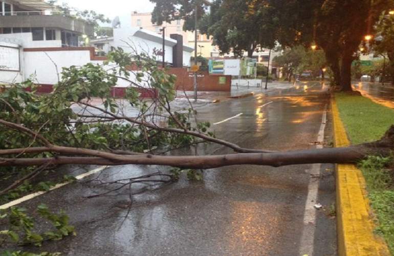 Bomberos retiran árbol caído en Altamira tras recientes lluvias