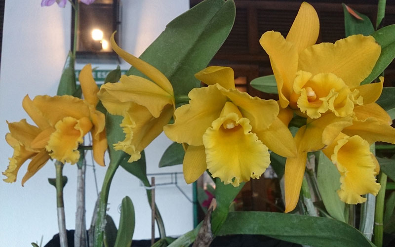 Centro Cultural BOD se convierte en un jardín de orquídeas