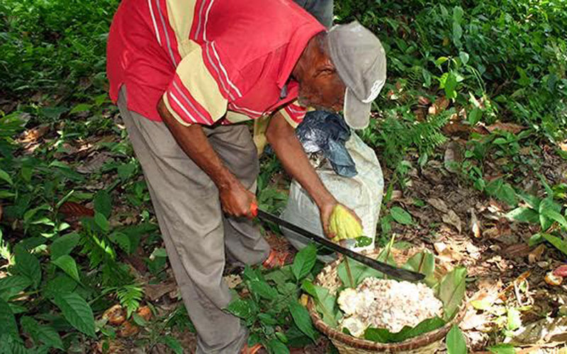 América Latina y el Caribe unen esfuerzo en la producción del cacao fino de aroma