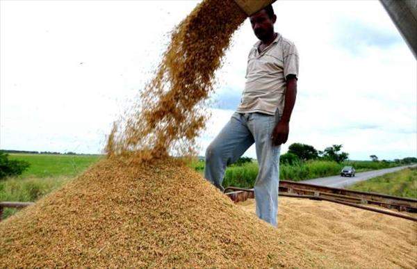 Producción de cereales en Venezuela
