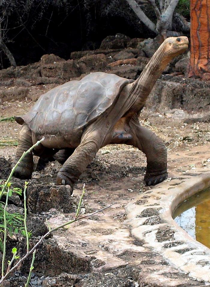 Llega a Ecuador el “Solitario George”, la tortuga “símbolo de ... - Analítica.com