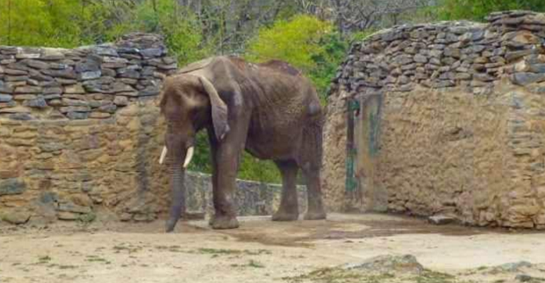 Â¡MuriÃ³ Ruperta! La elefanta que dio nombre a la crisis de los animales en el paÃ­s