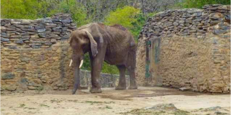 Elefante Ruperta del Zoológico de Caricuao
