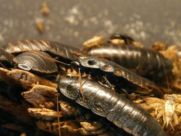 giant-hissing-cockroach-cucaracha-Foto Pixabay