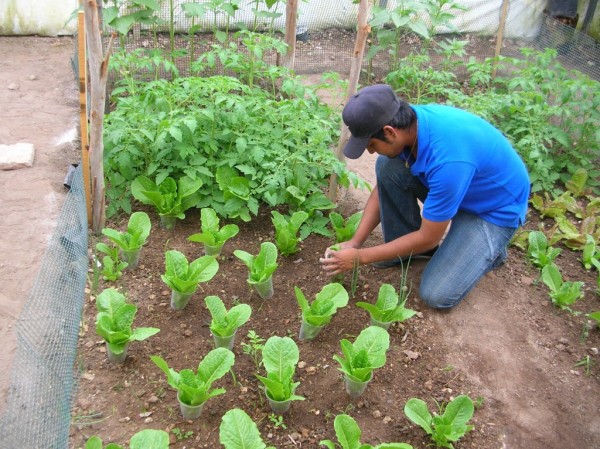 Agricultura