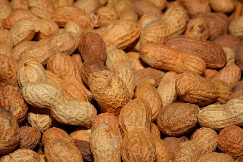 El consumo de maní o cacahuete en la infancia podría reducir el riesgo de alergia