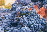 Vendimia de las uvas en el Monastrell