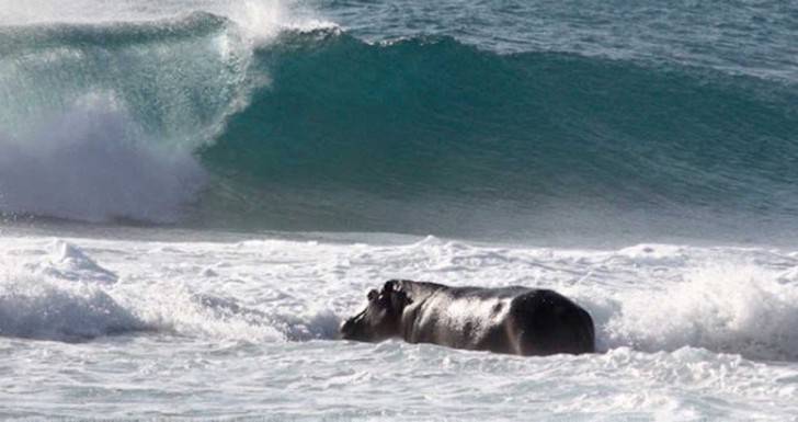 Descubren a hippótamo surfeando