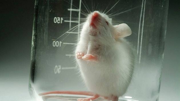 Descubren alargar vida y curar cáncer en ratones