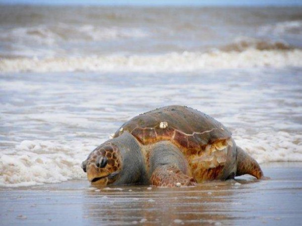 Una tortuga 'Cabezona' (Caretta caretta) apareció muerta en una playa de Montevideo