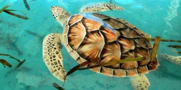 La tortuga carey ("Eretmochelys imbricata"), cuya población fue puesta al borde de la extinción debido a la comercialización masiva de su caparazón, comienza a mostrar signos de recuperación tras 25 años de esfuerzos en las Islas Salomón
