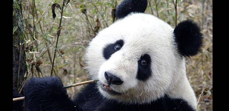 Detienen a 10 hombres en China por asesinar a un oso panda para vender su piel