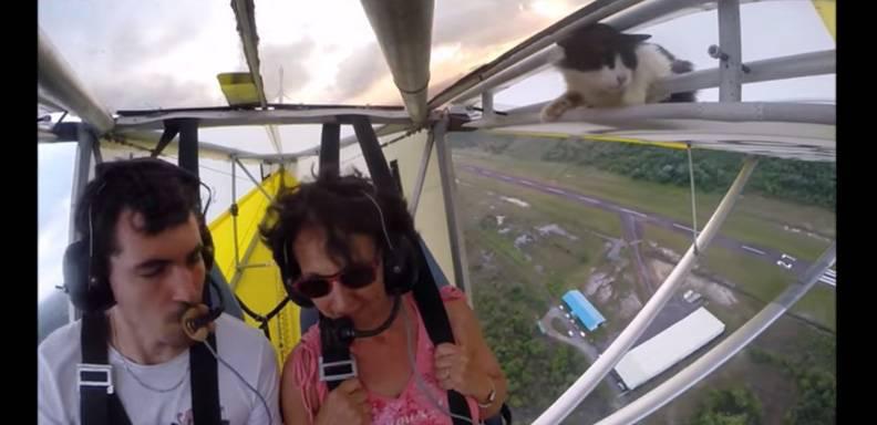 El gato volador es partícipe de este video