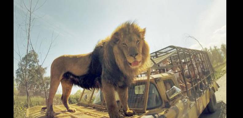 León mata a una mujer en safari