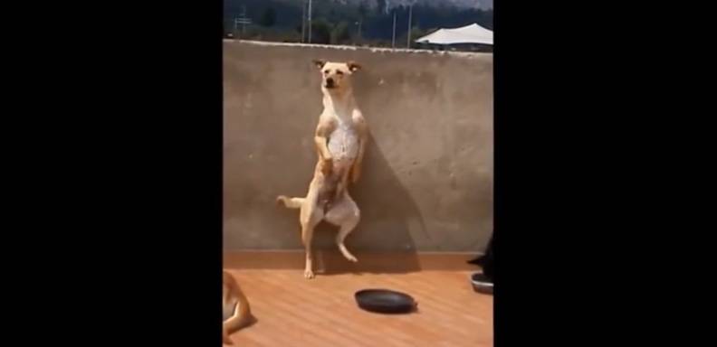 El serrucho, la canción favorita de este perro bailarín