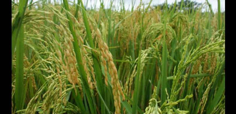Más de 11.000 toneladas de semillas de arroz cayeron en mal cuidado