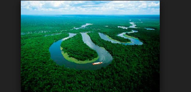 En la Amazonía son bosques que se inundan periódicamente formando un hábitat específico llamado várzeas
