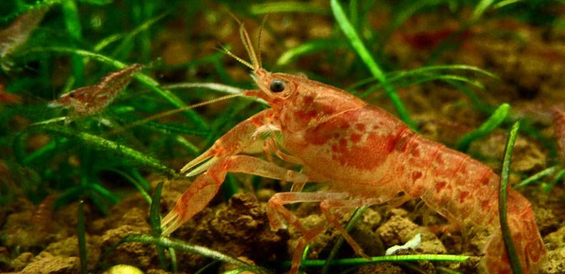 Apetito de comensales en Hong Kong podría amenazar a los mares