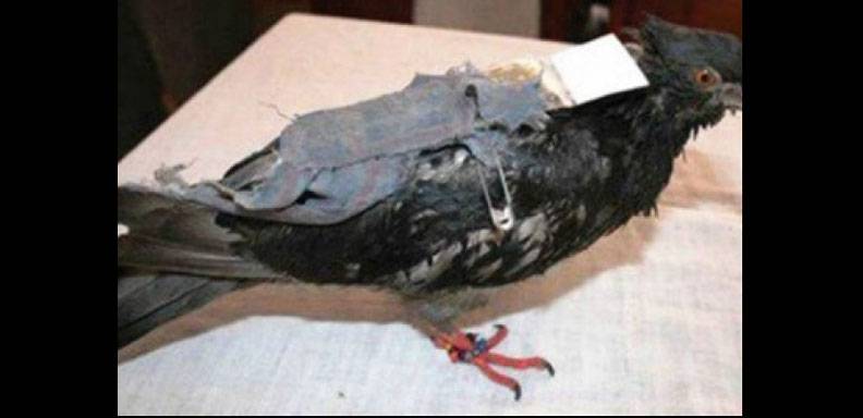 Una paloma capturada en una cárcel de Costa Rica pasará sus días en cautiverio/ Foto: profesionalespanama.net