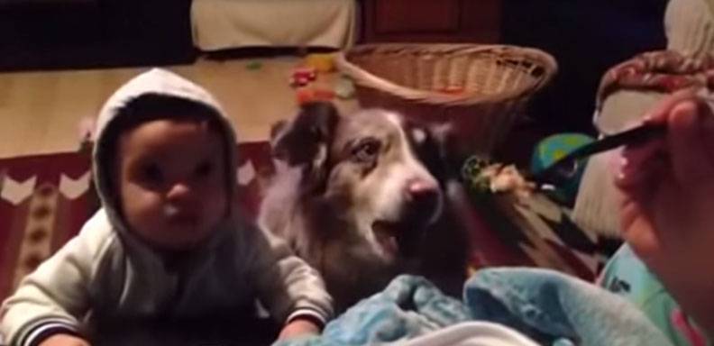 Un perro que dice "mamá" se vuelve viral en las redes