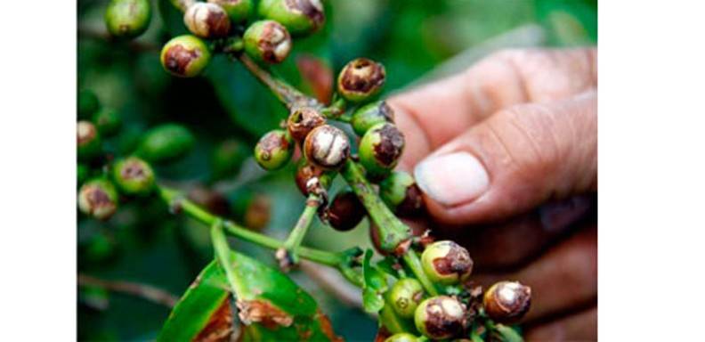 La escasez de lluvias provocada por el fenómeno de El Niño ha afectado a 90.000 hectáreas productivas de café en Colombia