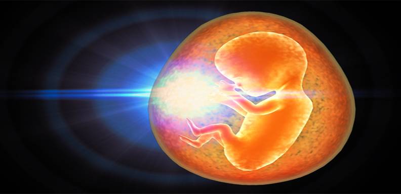 Durante la etapa prenatal los niveles de testosterona determinan las características masculinas y femeninas en una persona