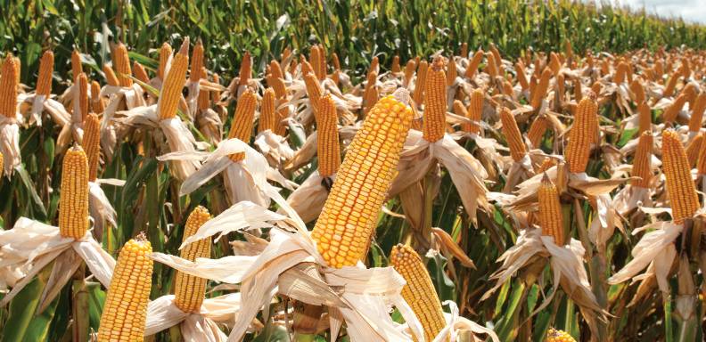 El maíz fue entregado a la Corporación de Abastecimiento y Servicios Agrícolas (Casa)