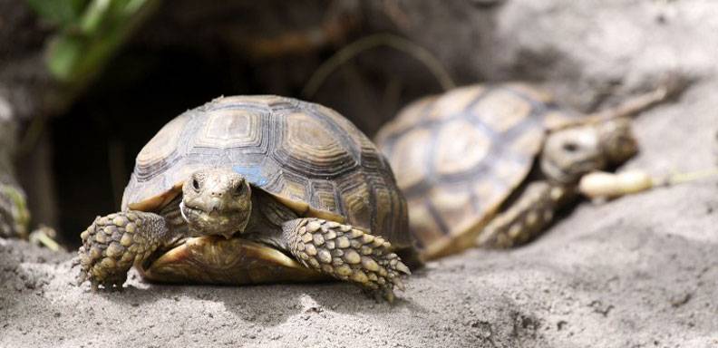 Los esfuerzos por conservar a la especie de tortugas verdes han dado frutos