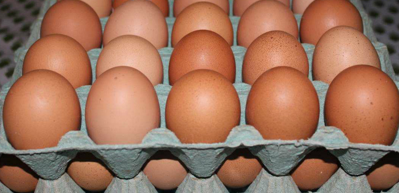 Pequeños productores de huevo están devastados ante falta de alimento para pollos