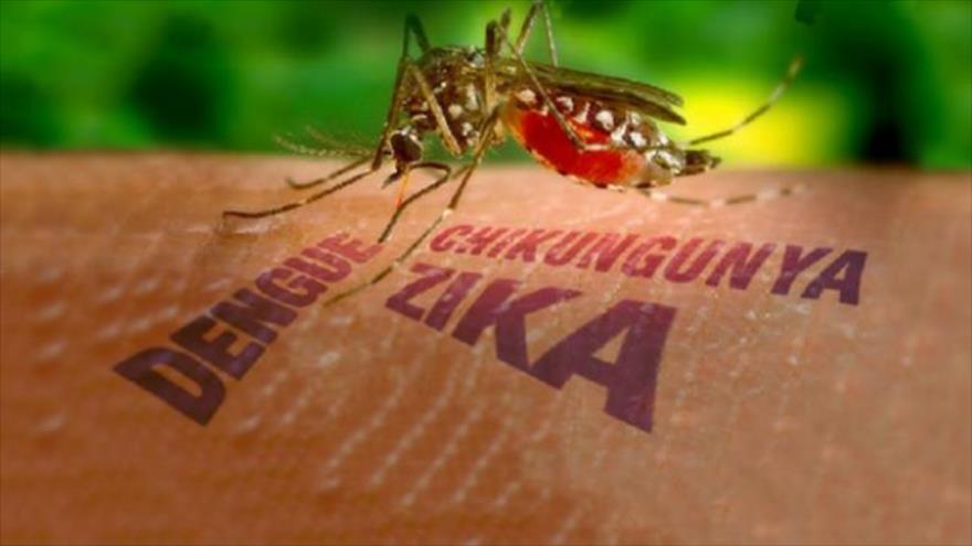 Zika, chicungunya y dengue no tienen los mismos síntomas