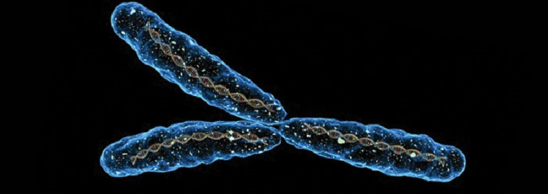 El cromosoma Y es el que distingue el sexo del bebé: su presencia determina que será un hombre ya que las mujeres, en cambio, tienen un doble cromosoma X.