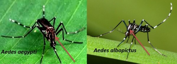 El Aedes aegypti es de color marrón claro, presenta en el tórax unas líneas o franjas blancas en forma de lira, mientras que Aedes albopictus es más oscuro, exhibe una sola franja blanca en el centro del tórax. Tal como se indica con la flecha