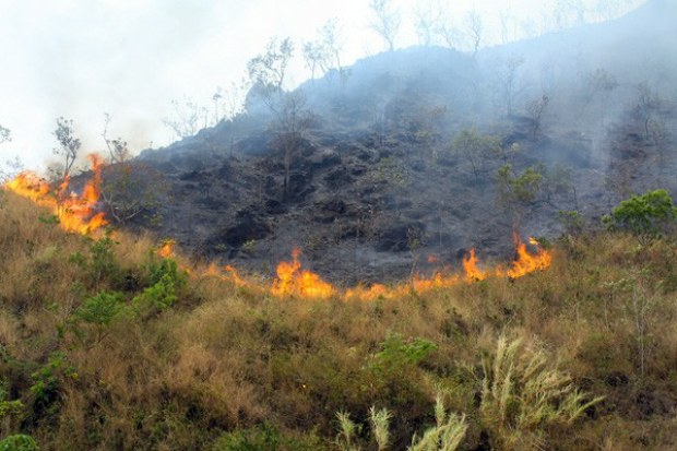 La medida se emprende para movilizar recursos y atacar los incendios forestales que han destruido unas 8.000 hectáreas de bosque desde enero