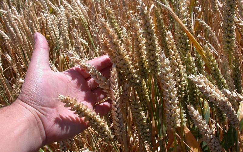 Garantizan abastecimiento de trigo para el mes de marzo