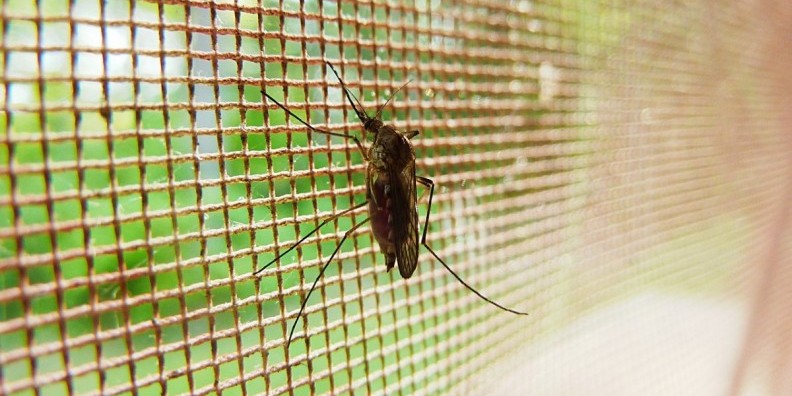 La malaria o paludismo es causado por el parásito denominado plasmodium