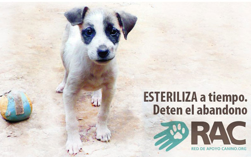 C.C El Recreo invita a una jornada de donación y adopción de mascotas