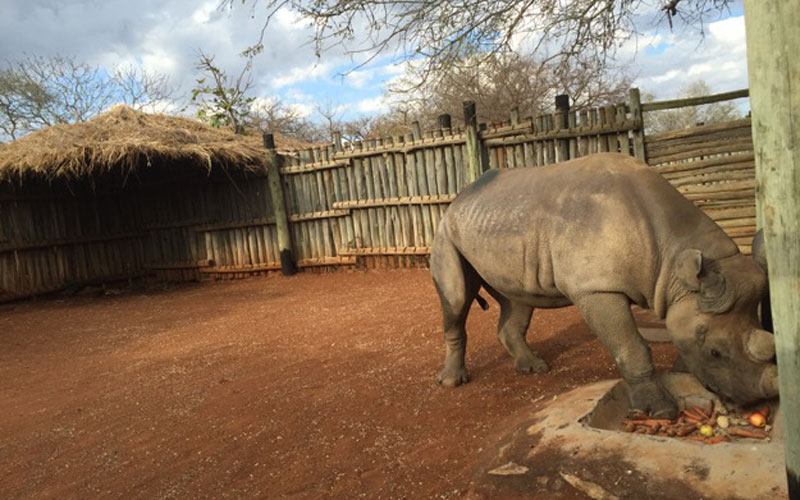 DHL trasladó a la rinoceronte negra Eliska a África