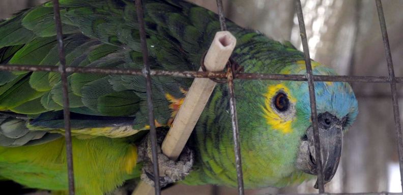 Ministerio Público logró condena para hombre por contrabando de aves en Vargas