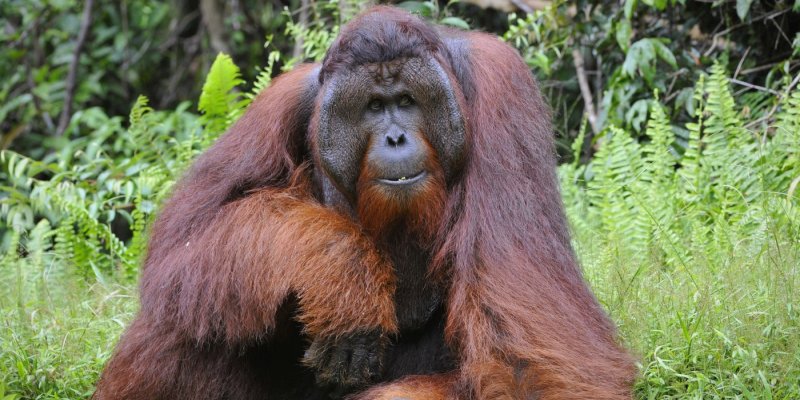 Orangután deslumbra con sus dotes musicales en un zoológico australiano