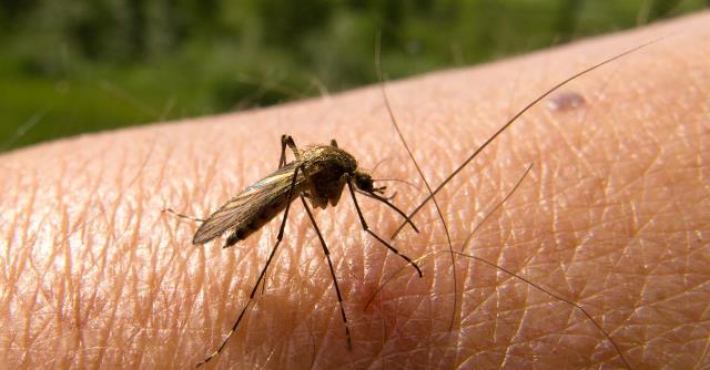 La Red Defendamos la Epidemiología Nacional aseguró que el brote de malaria en el país continúa en expansión