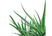 Herbalife promueve el Aloe Vera para una buena nutrición