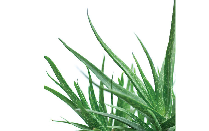 Herbalife promueve el Aloe Vera para una buena nutrición