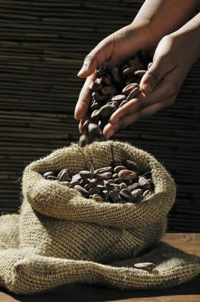 Cacao venezolano