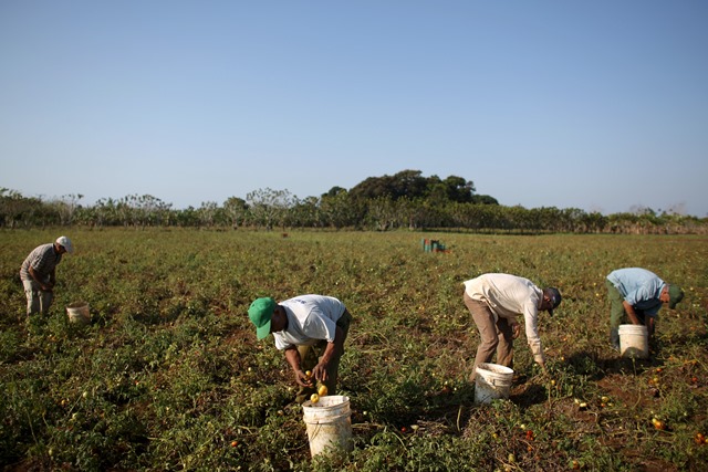 Producción agrícola en Venezuela/Foto: Reuters