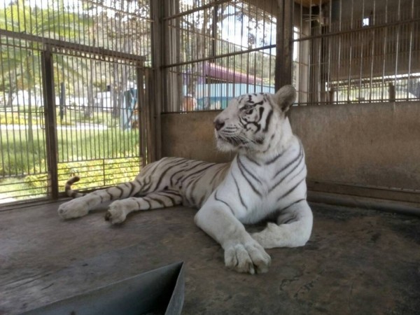 Tigre de Bengala/Foto: Corresponsalía