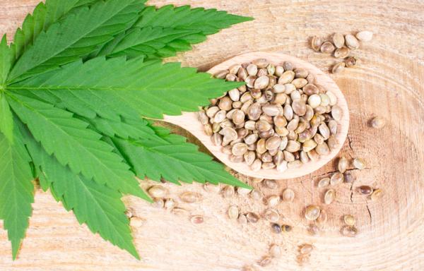 Semillas de cannabis: Un producto legal de tendencia